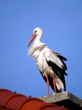 Povratek preddvorskih štorkelj (4)
